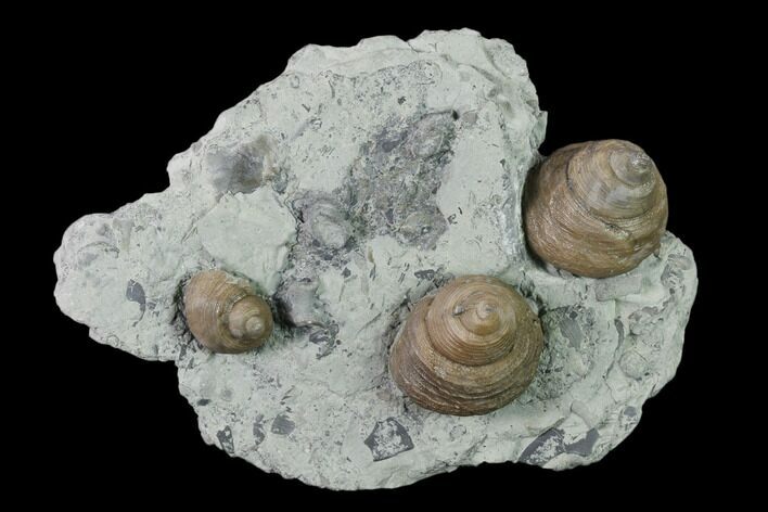 Plate of Gastropod (Cyclonema) Fossils - Ohio #138845